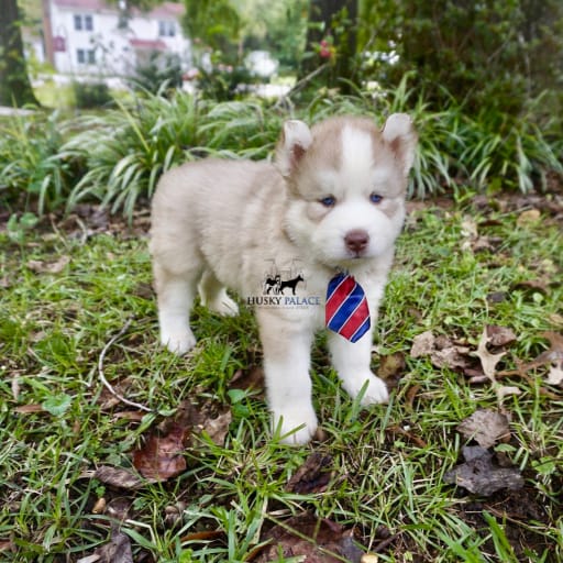 AKC Michael Cordero 9
